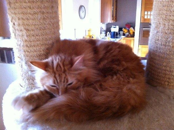 Blanding af racer Ginger Ale billede 2