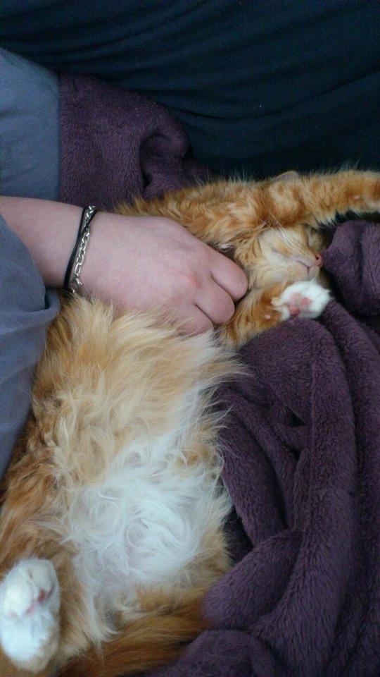 Blanding af racer Ginger Ale billede 3