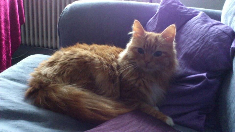 Blanding af racer Ginger Ale billede 4