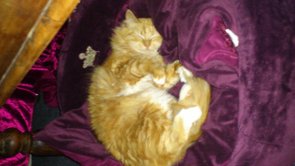 Blanding af racer Ginger Ale billede 5