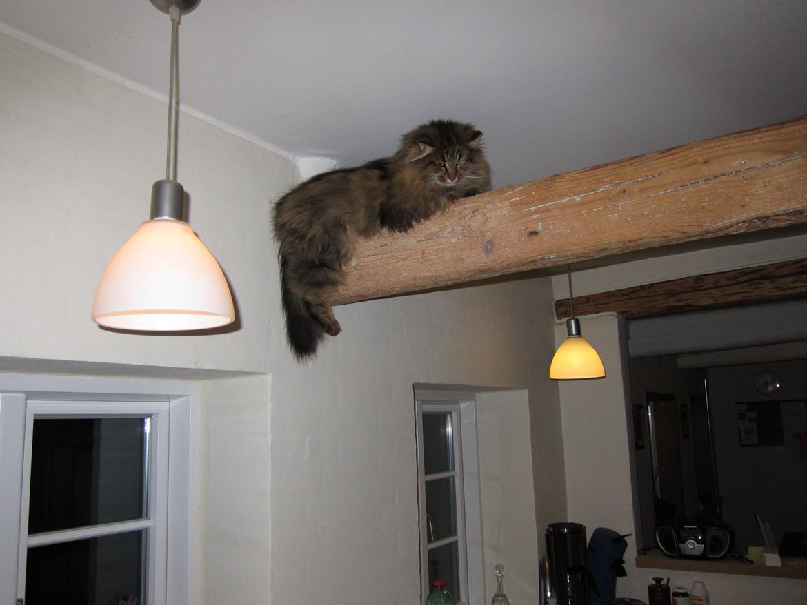 Norsk Skovkat Hippentossen´s Rind* <3 SAVNET!! - Februar 2012 billede 2