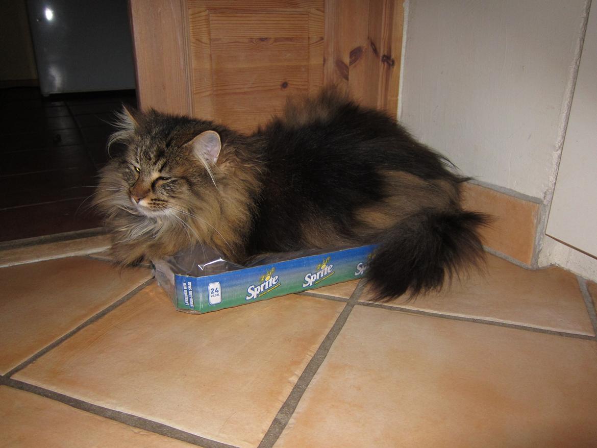 Norsk Skovkat Hippentossen´s Rind* <3 SAVNET!! - Februar 2012 billede 1