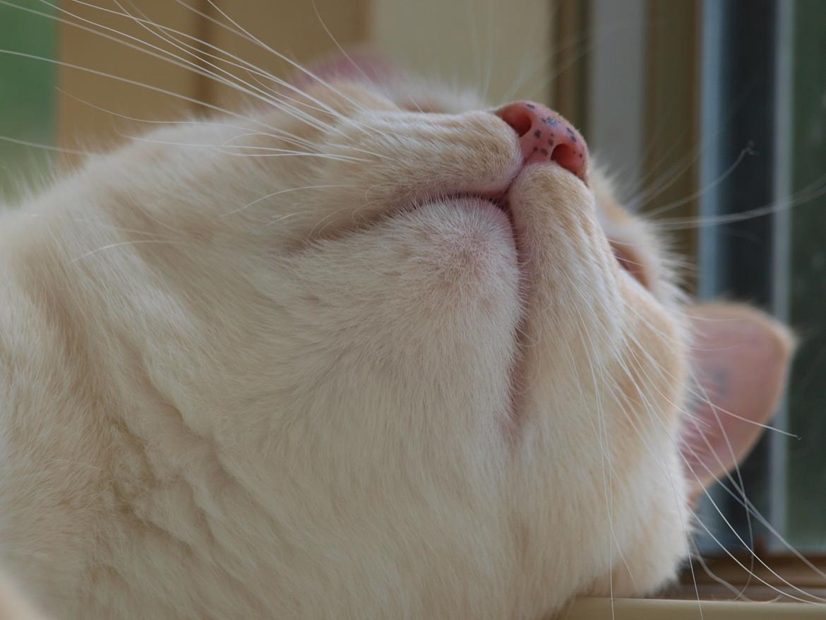 Huskat bino billede 16