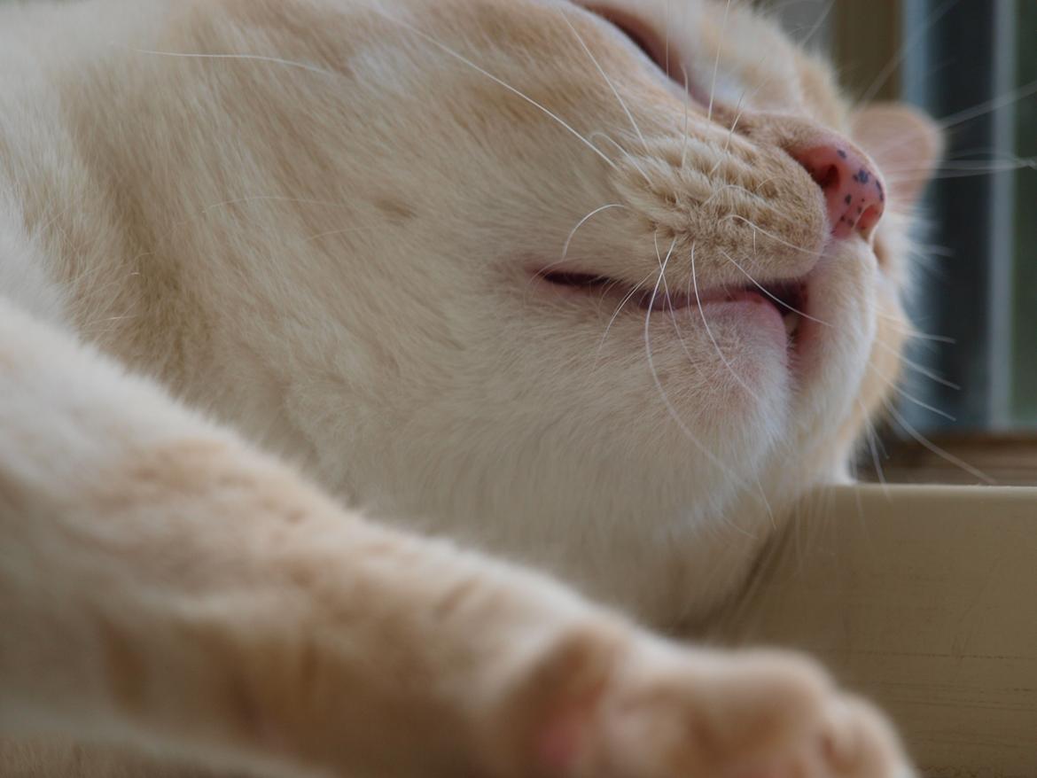 Huskat bino billede 17