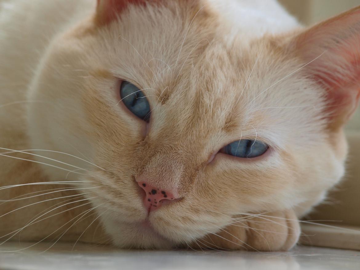 Huskat bino billede 18