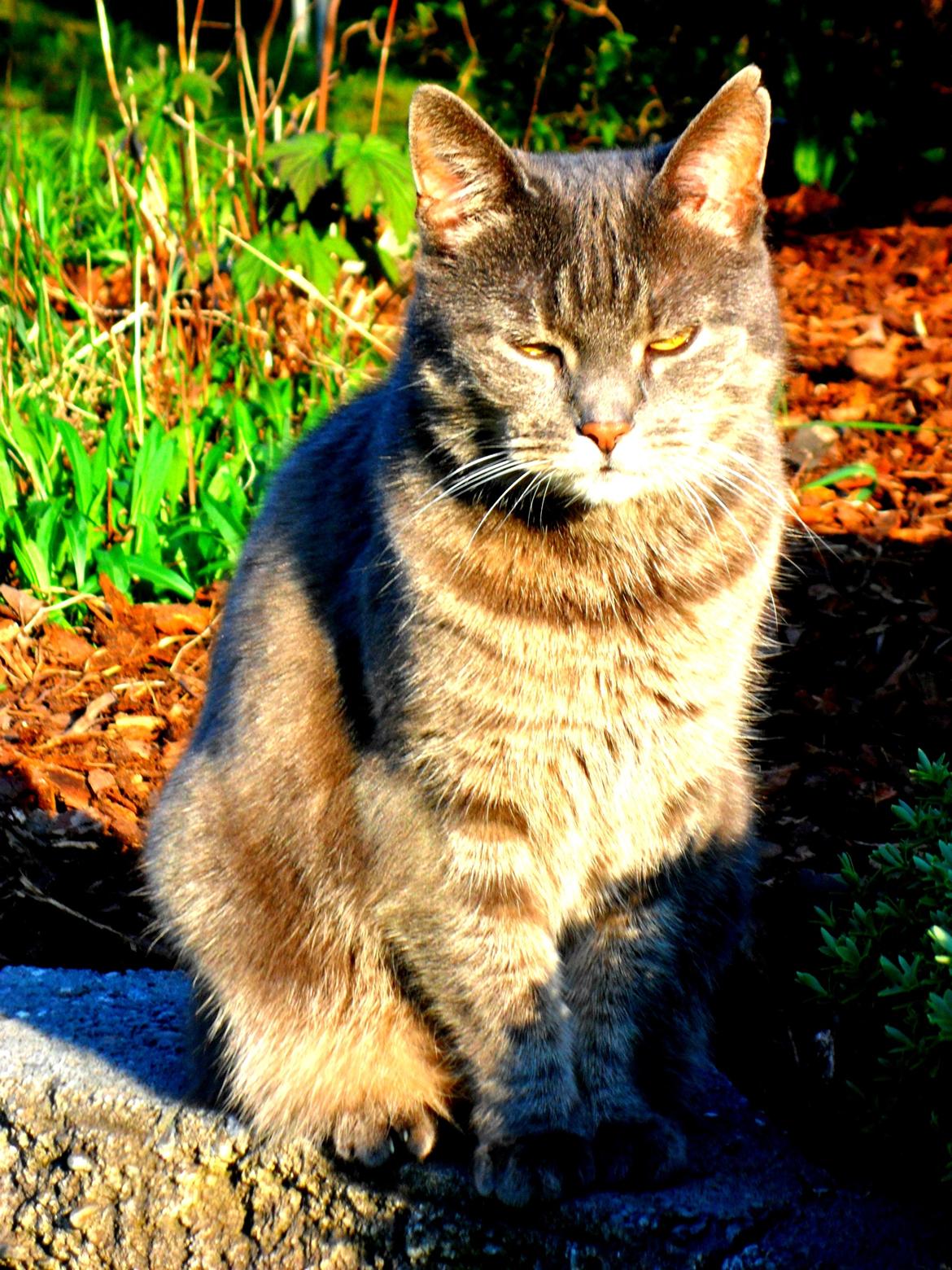 Blanding af racer Silke billede 4