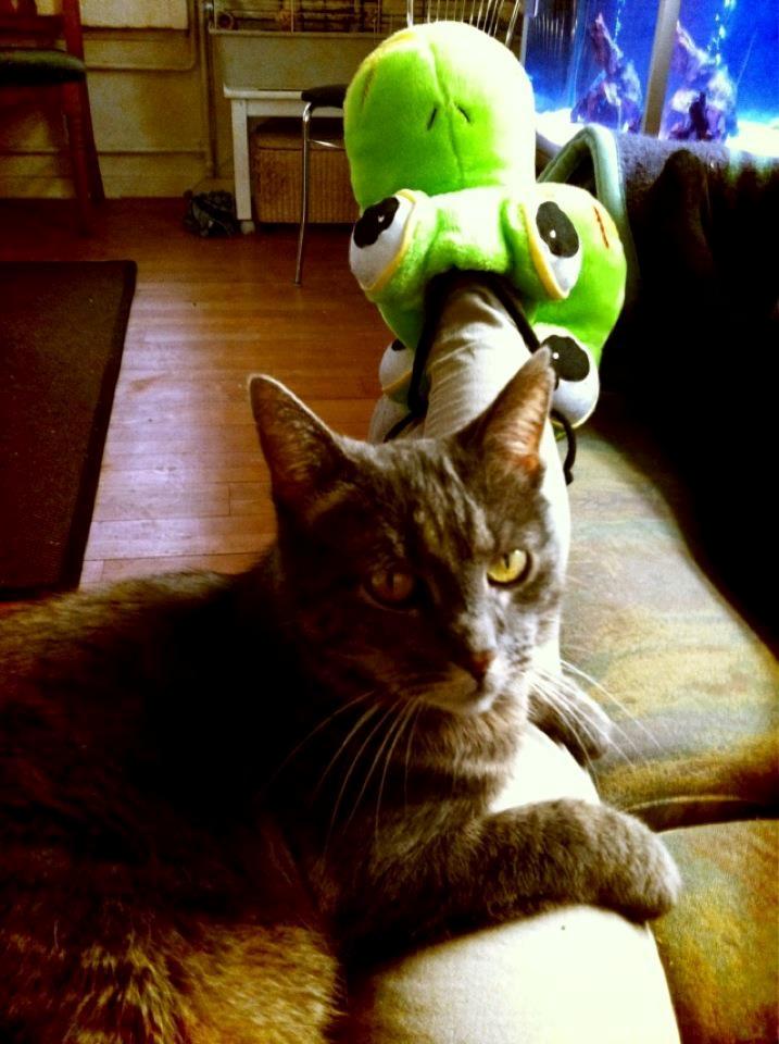 Blanding af racer Silke billede 6