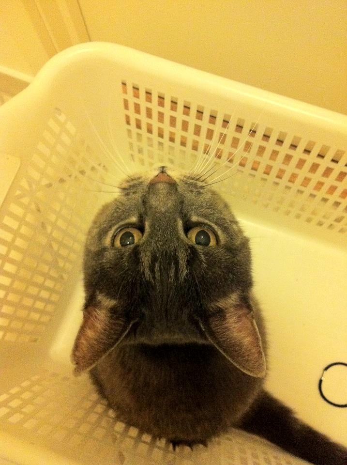 Blanding af racer Silke billede 5