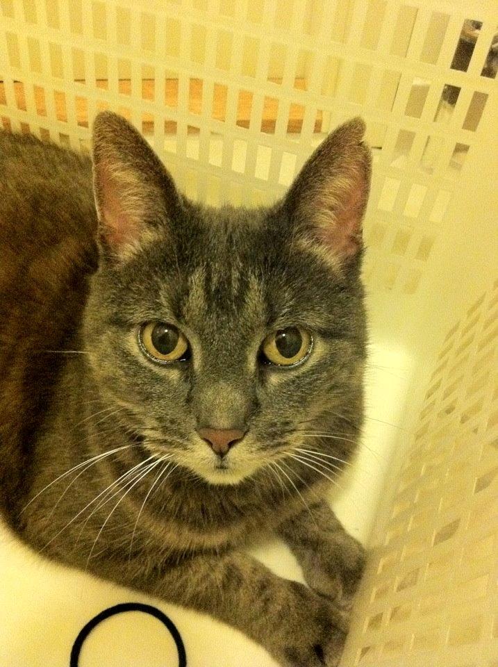 Blanding af racer Silke billede 2