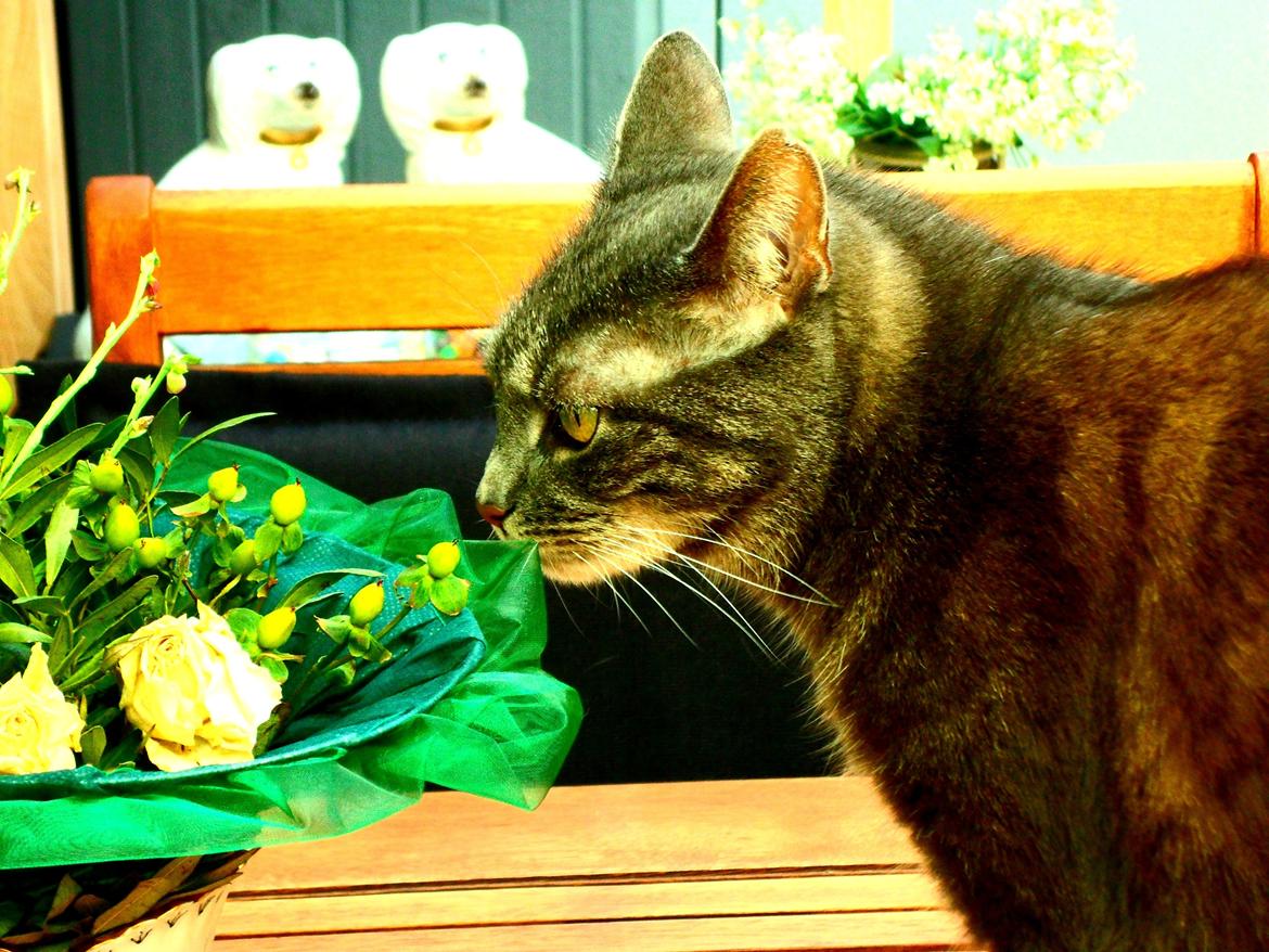 Blanding af racer Silke billede 3