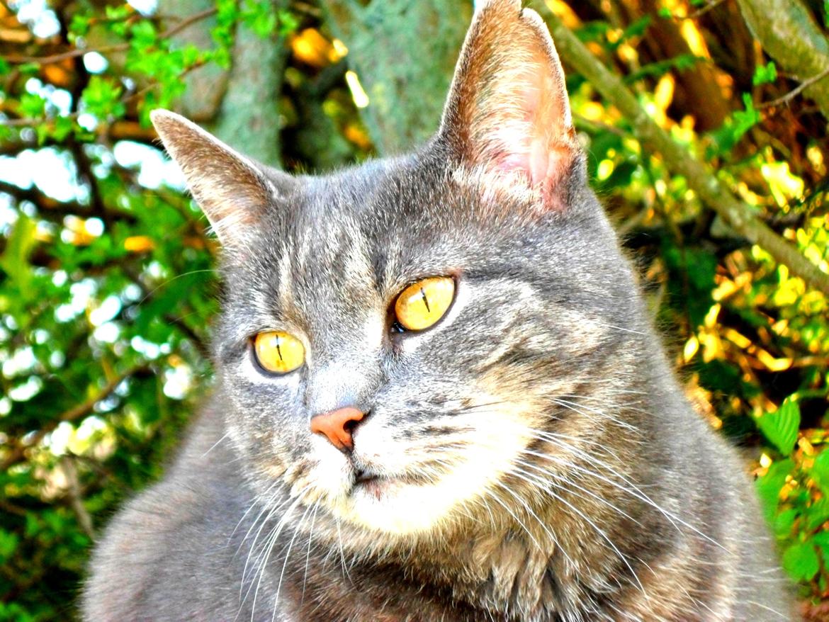 Blanding af racer Silke billede 1