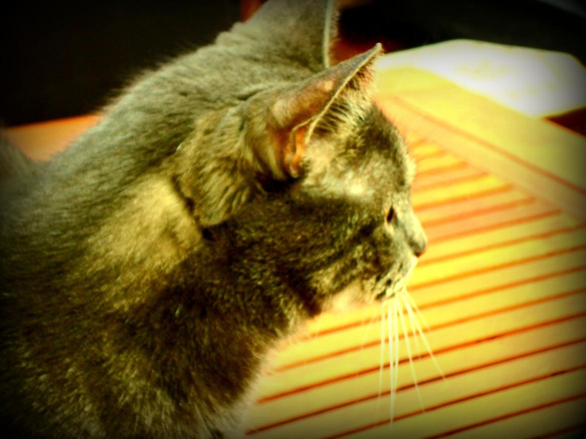 Blanding af racer Silke billede 11