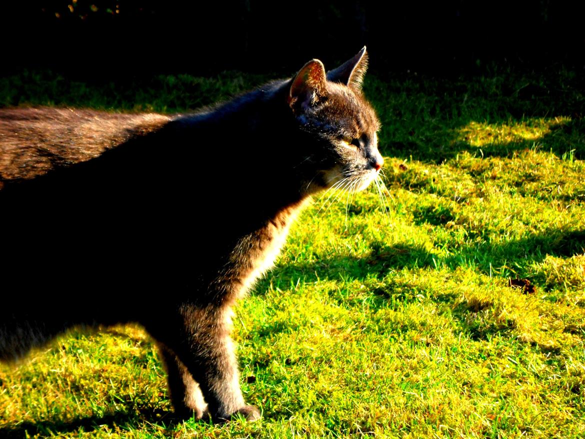 Blanding af racer Silke billede 12