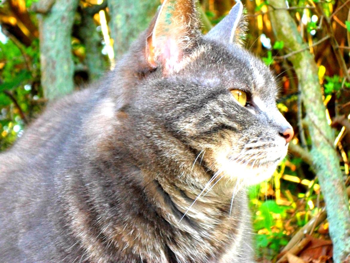 Blanding af racer Silke billede 13