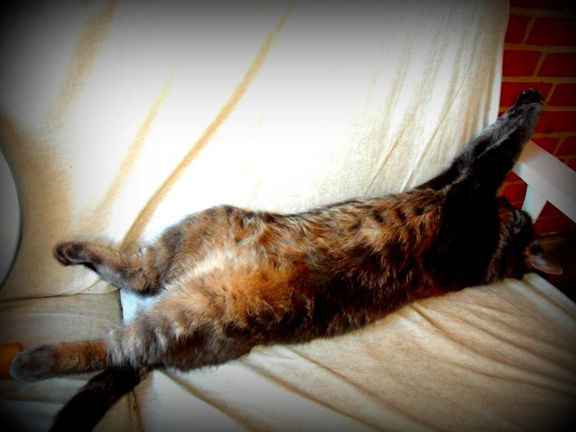 Blanding af racer Silke billede 14