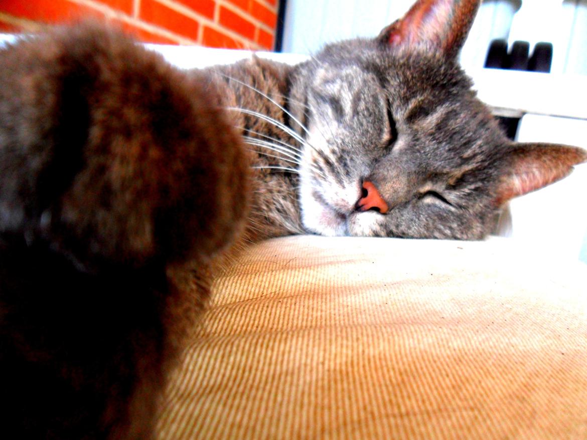 Blanding af racer Silke billede 15