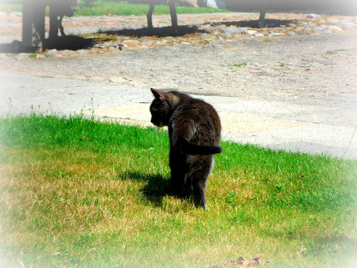 Blanding af racer Silke billede 16