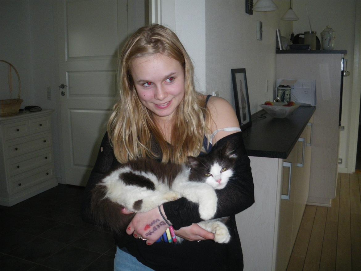 Blanding af racer Bailey billede 10