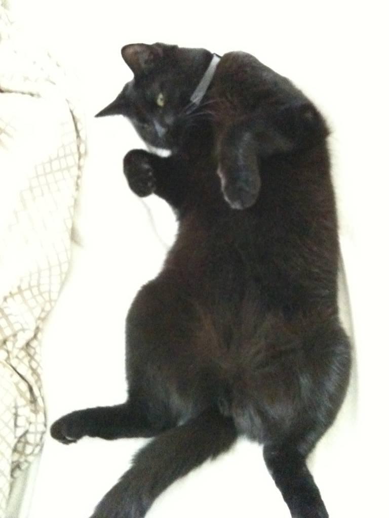 Huskat Phanter (himmelmis) - Velkommen til Phanters profil :) billede 1