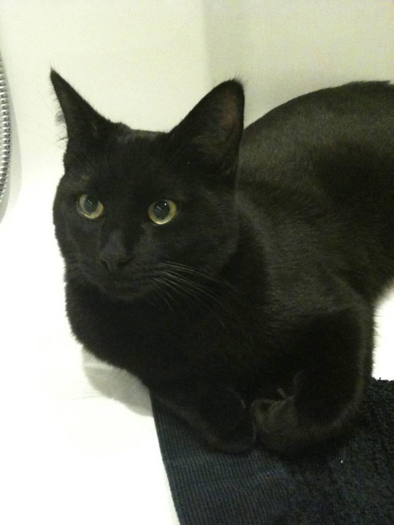 Huskat Phanter (himmelmis) billede 2