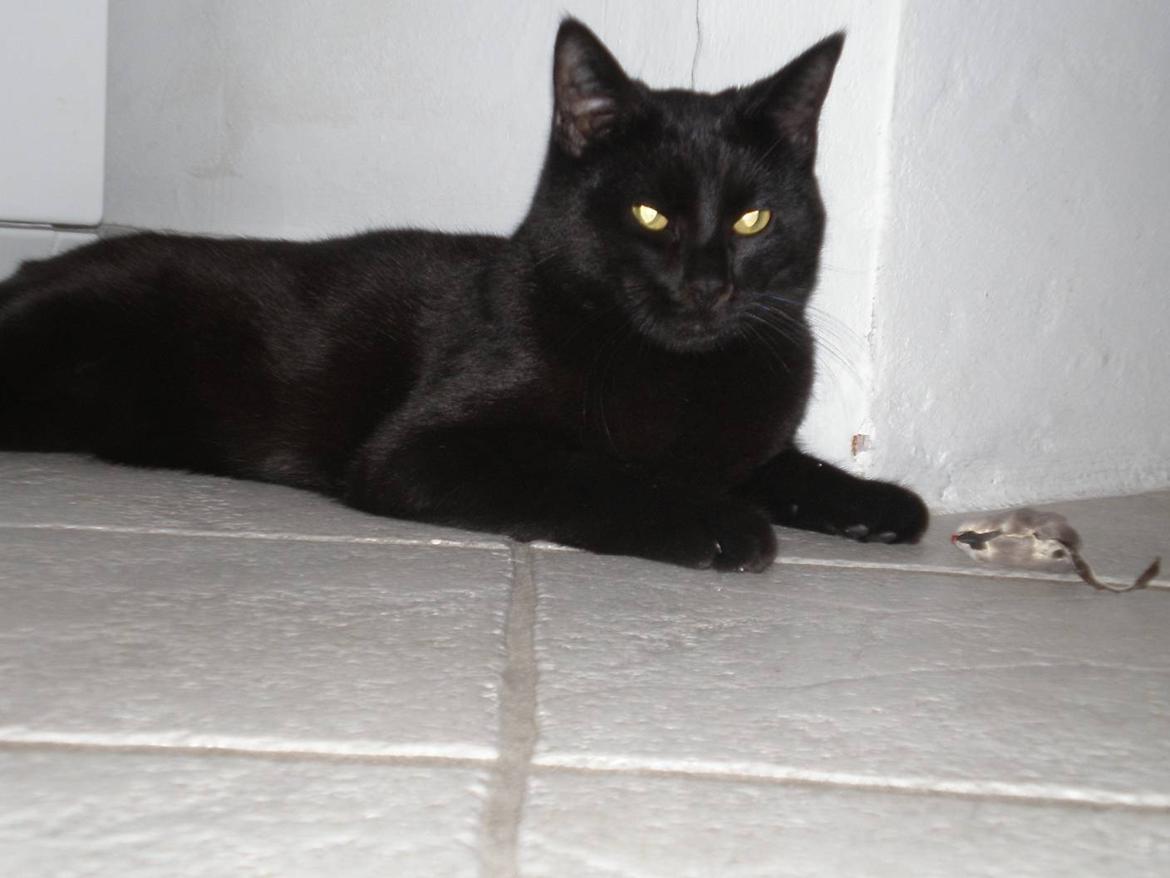 Huskat Phanter (himmelmis) billede 4