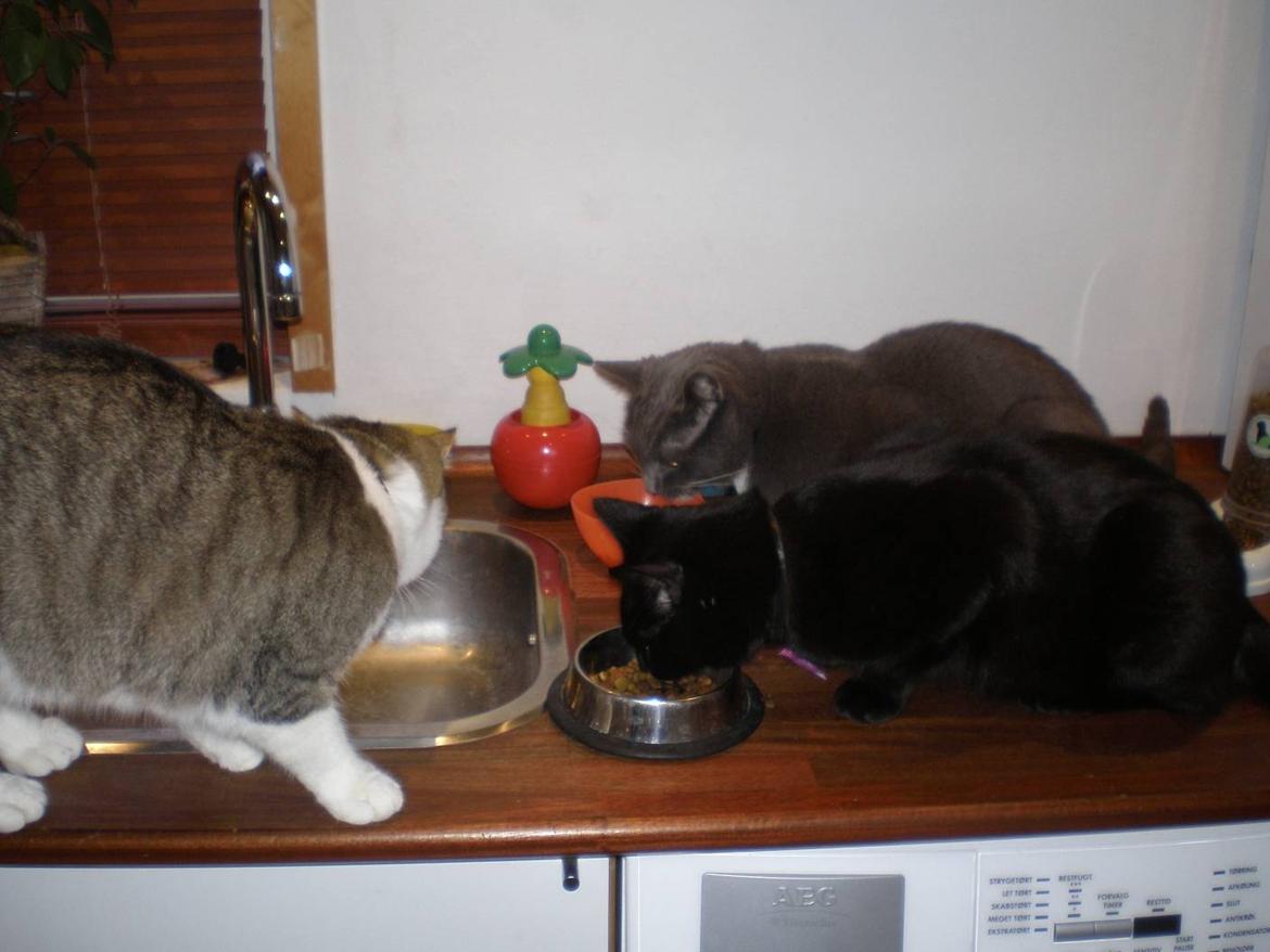 Huskat Phanter (himmelmis) - Så er der spisetid...
Fiona, Phanter, Findus billede 5