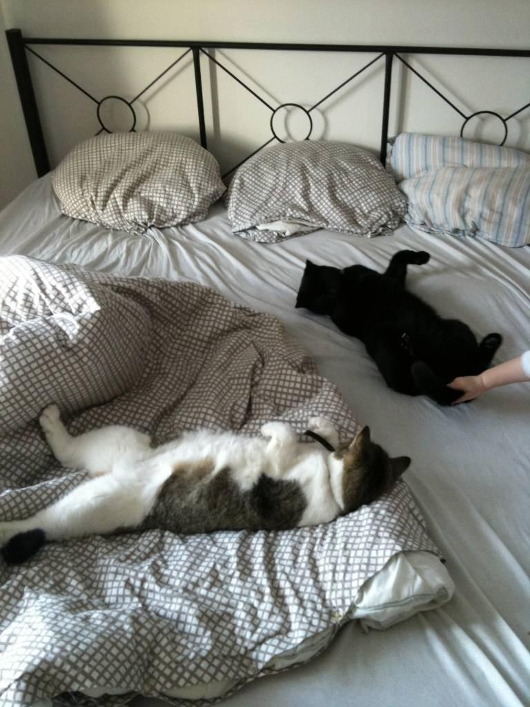 Huskat Phanter (himmelmis) - Phanter og hans bedste ven Fiona billede 6