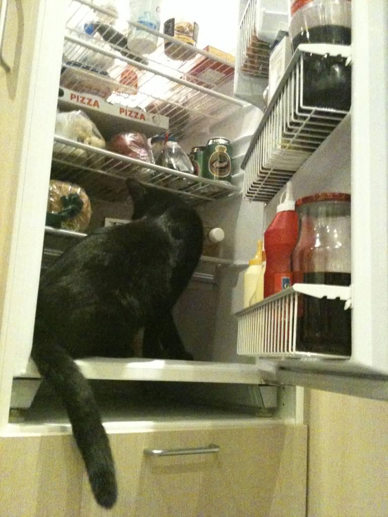 Huskat Phanter (himmelmis) - Mmmmm... Lækkert med noget mad ;-) billede 7