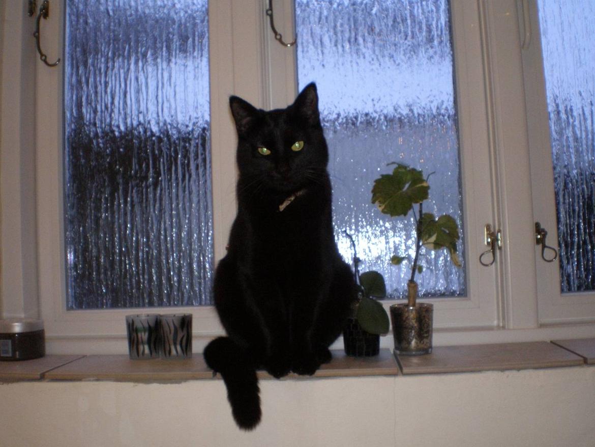 Huskat Phanter (himmelmis) billede 8