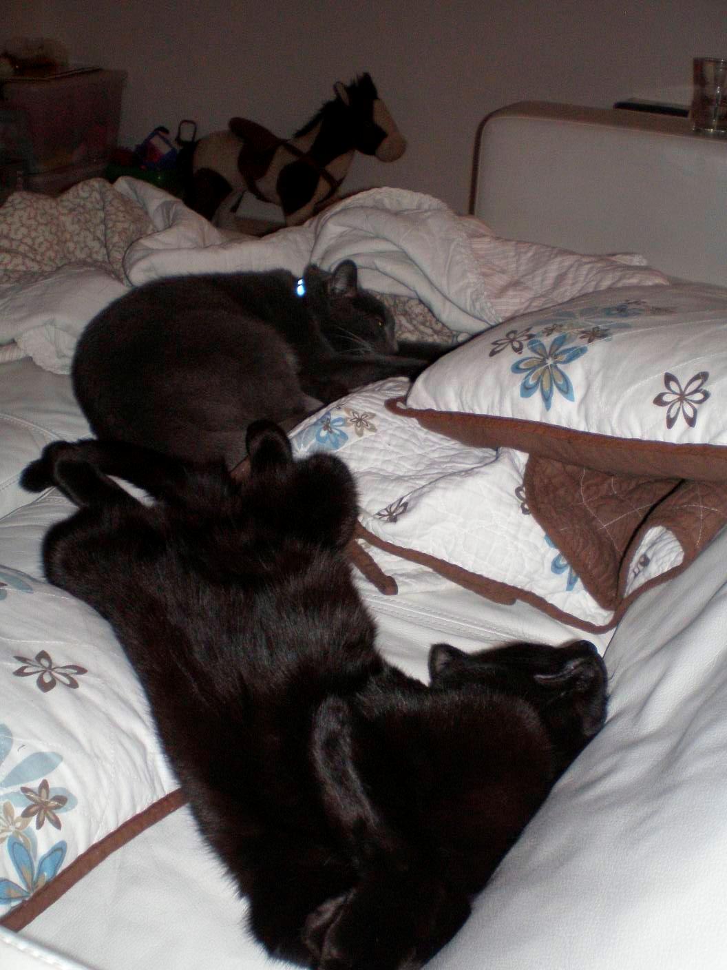 Huskat Phanter (himmelmis) billede 12