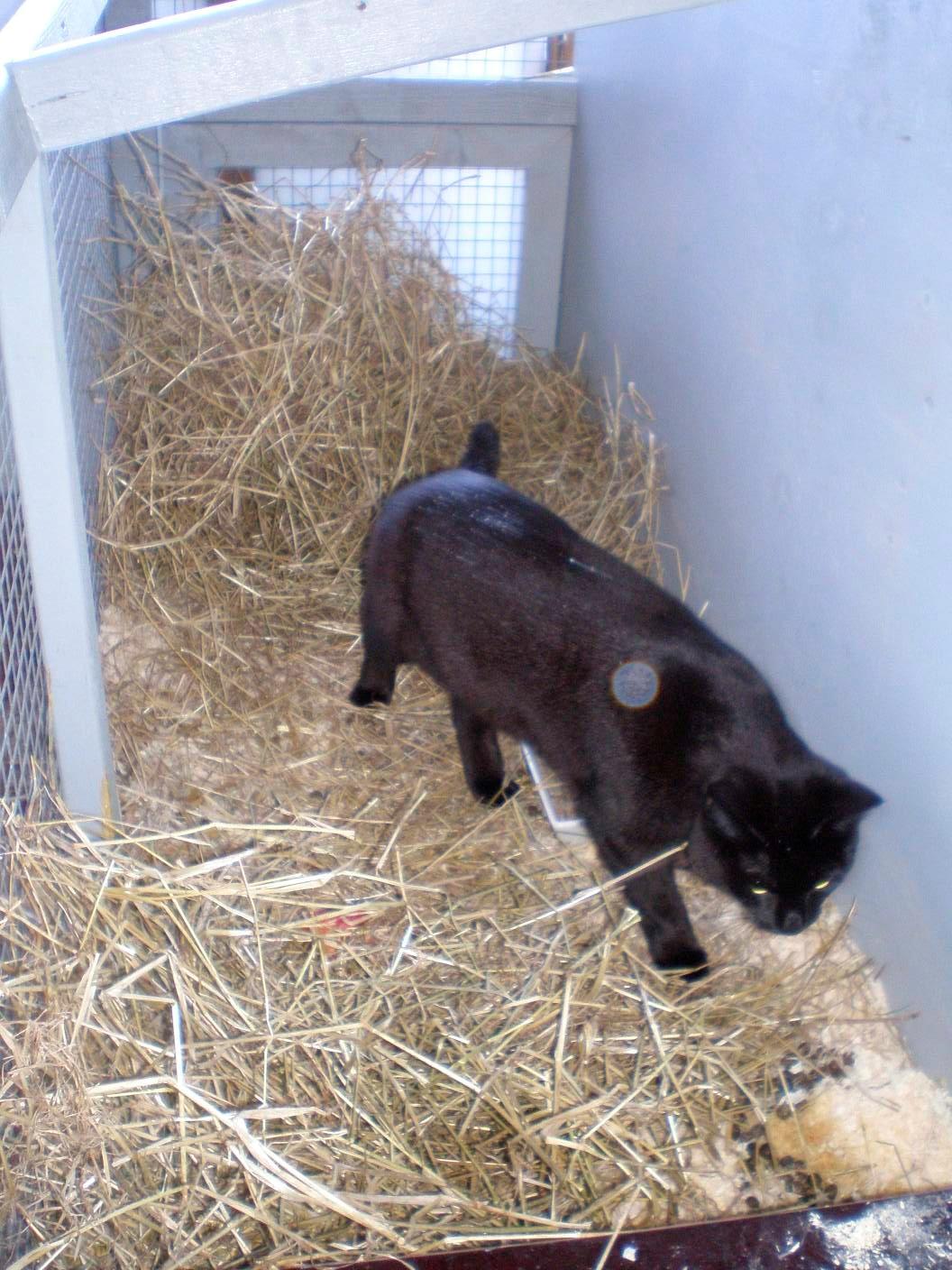 Huskat Phanter (himmelmis) - Phanter i kaninburet :) billede 13