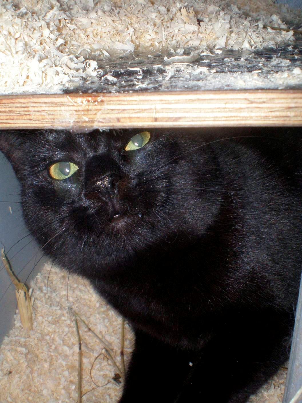 Huskat Phanter (himmelmis) billede 14