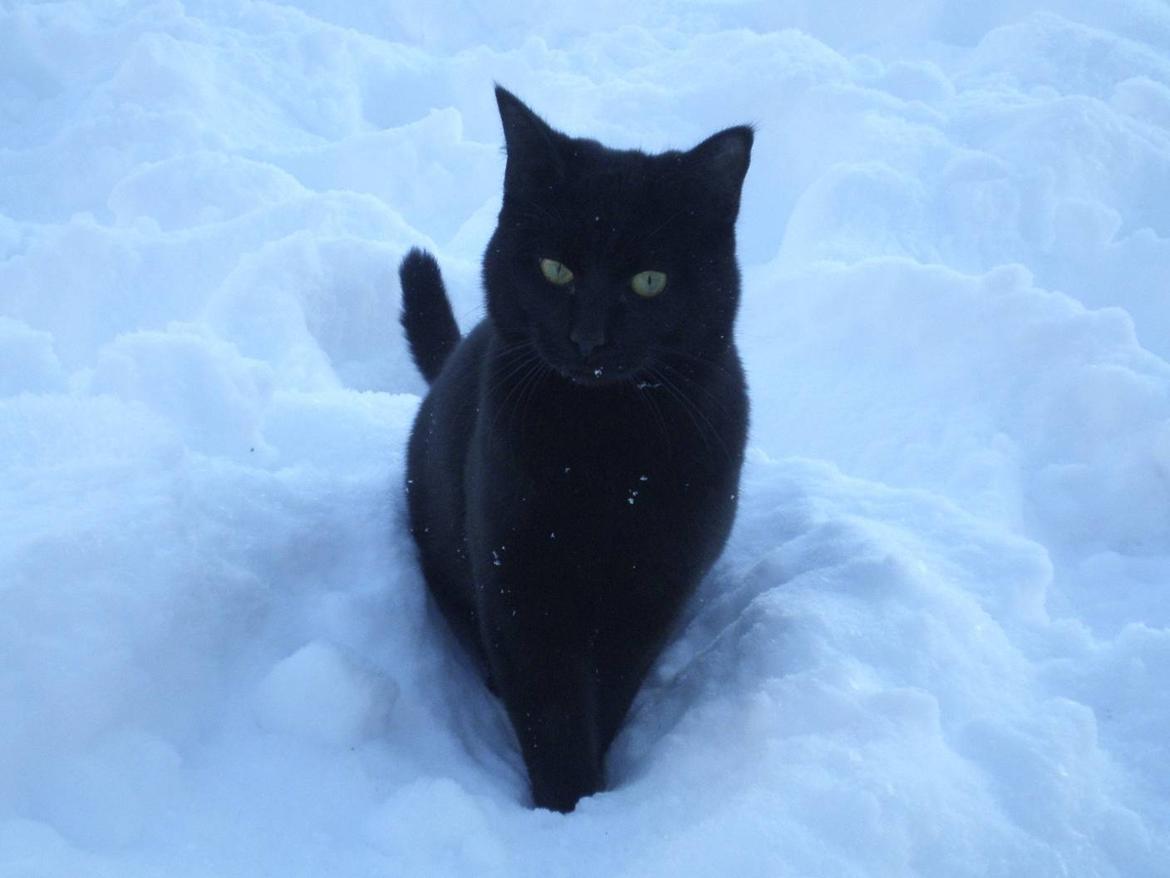 Huskat Phanter (himmelmis) billede 15