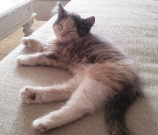 Blanding af racer Aya - 12 uger billede 15