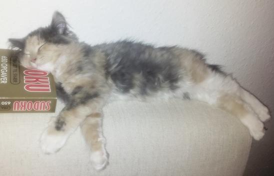 Blanding af racer Aya - 14 uger billede 14