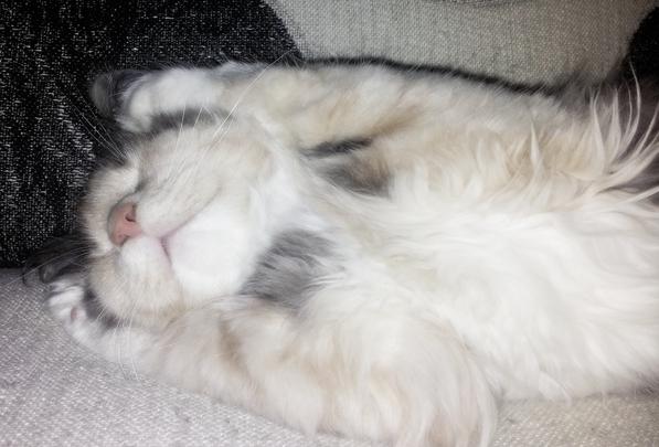 Blanding af racer Aya - 14 uger billede 13