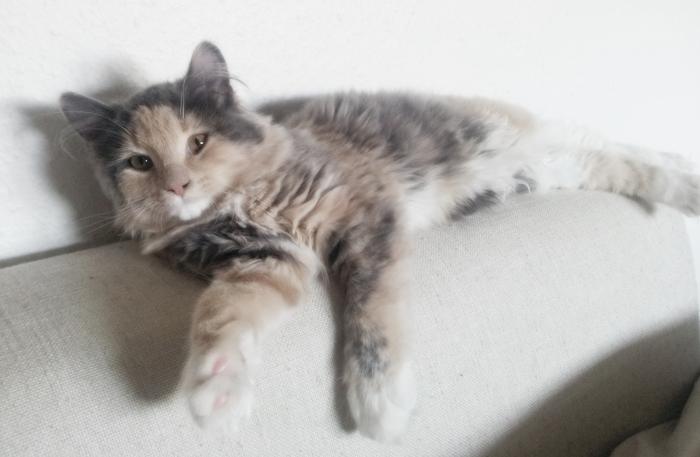 Blanding af racer Aya - 15 uger billede 12