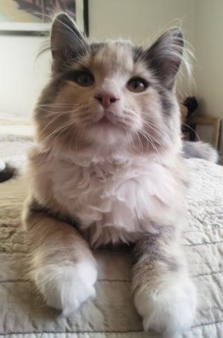 Blanding af racer Aya - 20 uger billede 11