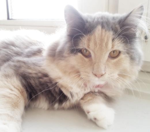 Blanding af racer Aya - 21 uger billede 10