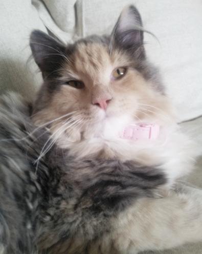 Blanding af racer Aya - 22 uger billede 9