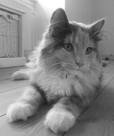 Blanding af racer Aya - 7 mdr billede 7