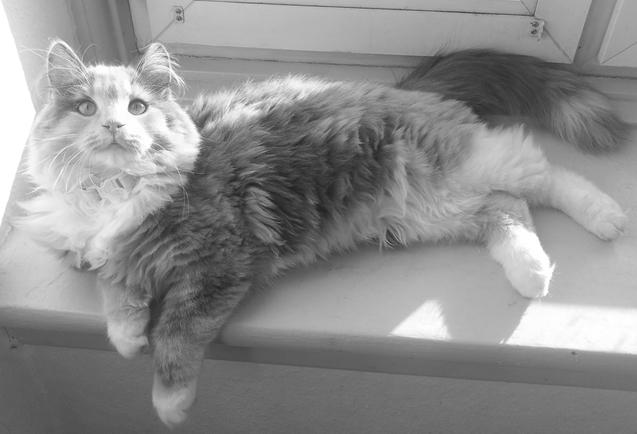 Blanding af racer Aya - 7 mdr billede 6