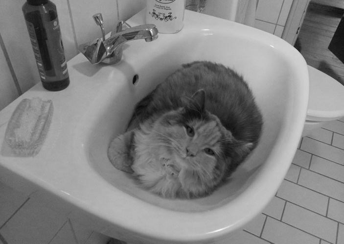 Blanding af racer Aya - 7 mdr billede 8