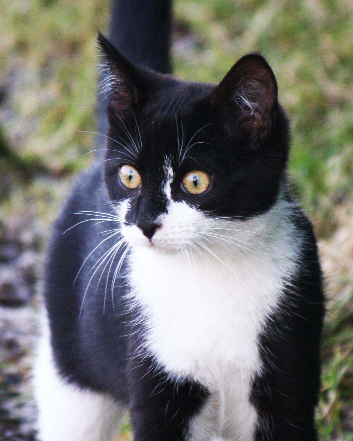 Blanding af racer COCO SURPRISE *Sov sødt min engel :’-(<3* - Coco<3 billede 2