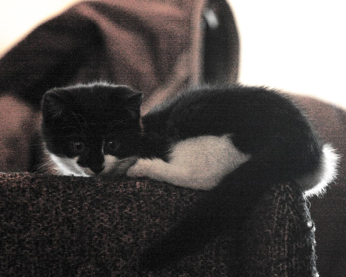 Blanding af racer COCO SURPRISE *Sov sødt min engel :’-(<3* - <3 billede 4