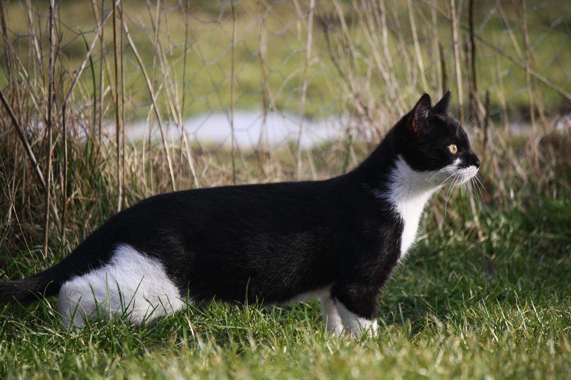 Blanding af racer COCO SURPRISE *Sov sødt min engel :’-(<3* billede 5