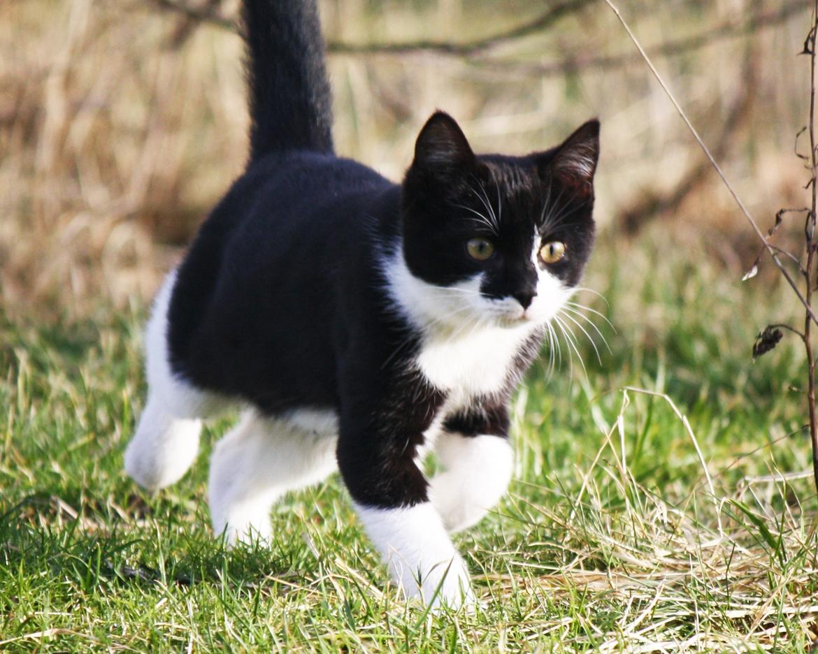 Blanding af racer COCO SURPRISE *Sov sødt min engel :’-(<3* billede 6