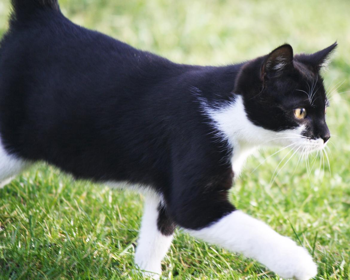 Blanding af racer COCO SURPRISE *Sov sødt min engel :’-(<3* billede 7