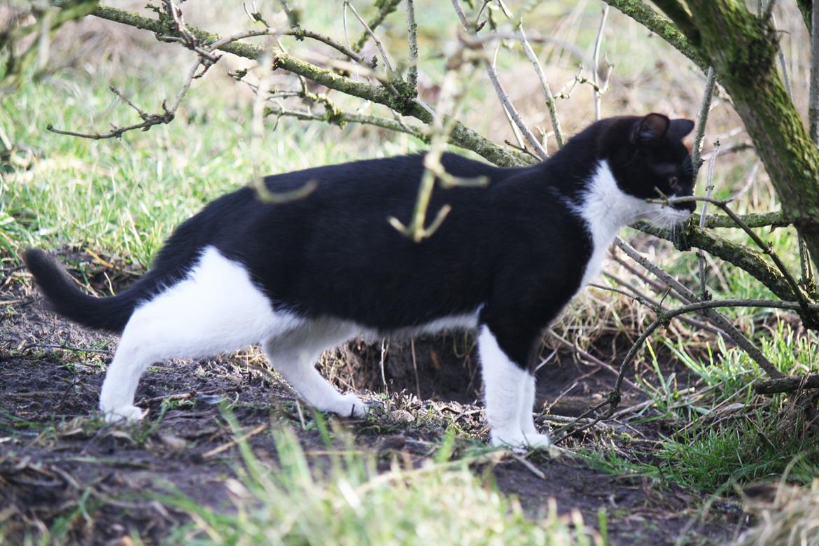 Blanding af racer COCO SURPRISE *Sov sødt min engel :’-(<3* billede 8