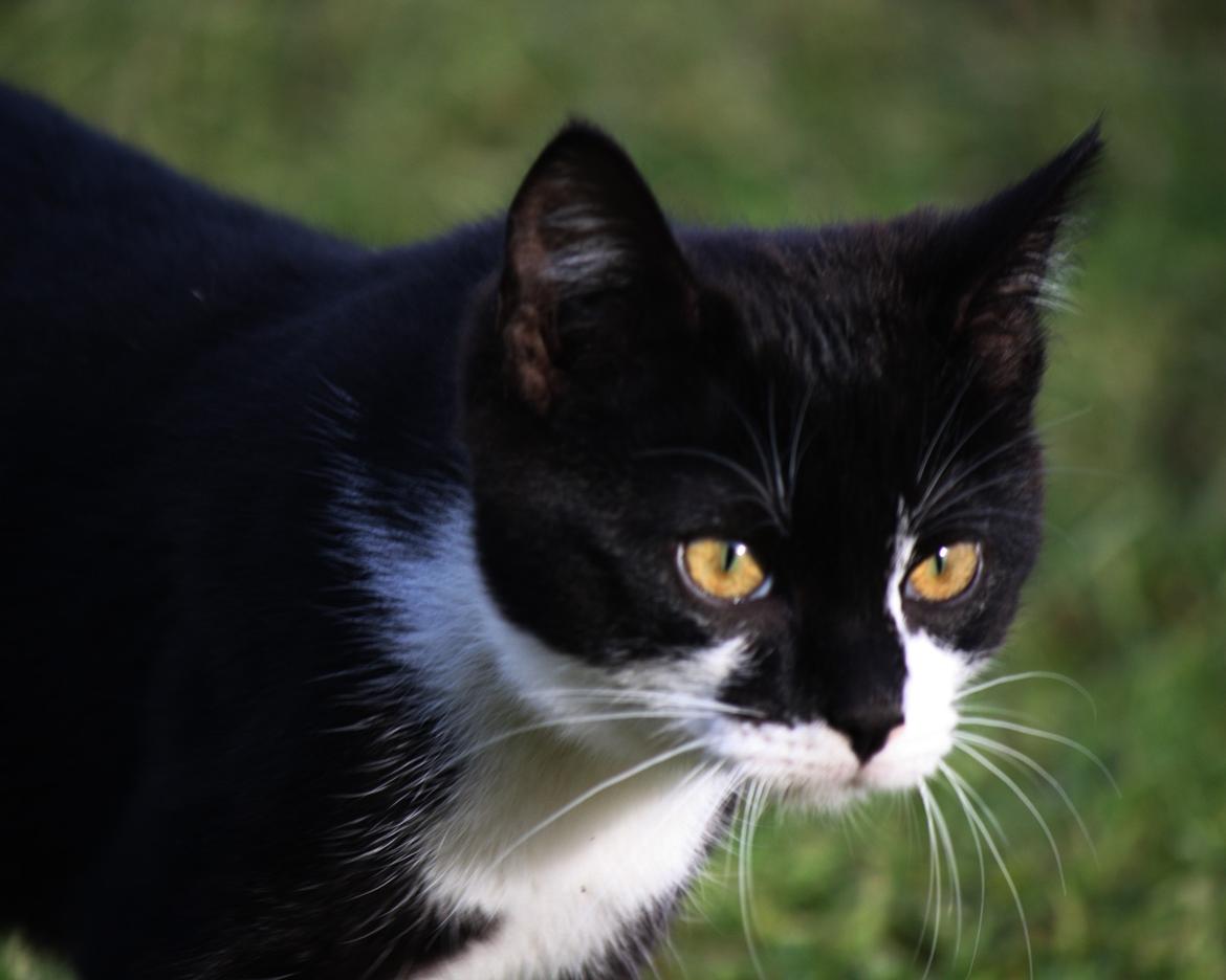 Blanding af racer COCO SURPRISE *Sov sødt min engel :’-(<3* billede 9